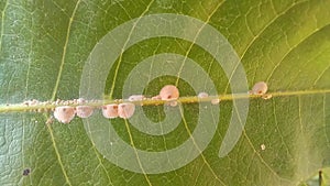 Soft scale insects on a mango leaf