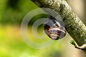 Soft selective focus big beautiful grape snail helix pomatia, roman snail, burgundy snail, edible snail, or escargot