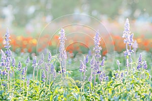 Soft, selective focus of blue salvia, blurry flower for background