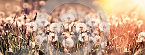 Soft and selective focus on dandelion seed, on fluffy blow ball, beautiful nature in meadow