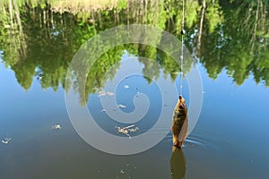 Soft selective focus. Fish crucian carp on a hook with a fishing line. Caught fish on a line above the water surface of a forest