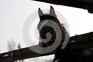 soft, sensitive nose young red horse with a white spot in halters . horse stand in a paddock outside in the open air.