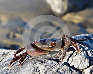 Soft Shell Crab