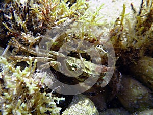 A soft shell crab