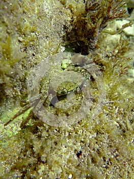 A soft shell crab