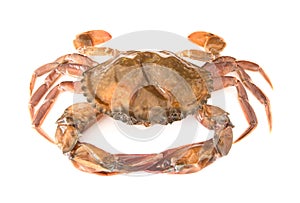 Soft shell crab