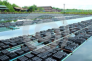 Soft shell crab farming in Myanmar