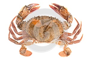 Soft shell crab