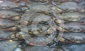 Soft shell crabs for sale