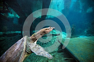 Soft Shell Turtle - Blue Grotto