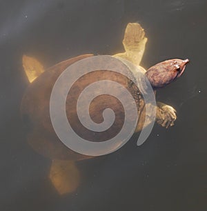 Soft Shell Turtle in the Florida Everglades