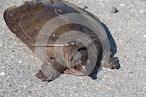 Soft shell turtle in Florida wild, closeup
