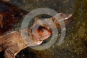 Soft Shelled Turtle