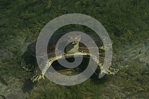 Soft-Shelled Turtle