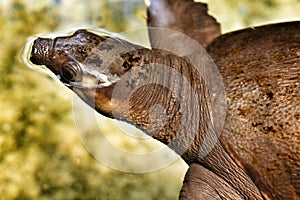 Soft Shelled Turtle