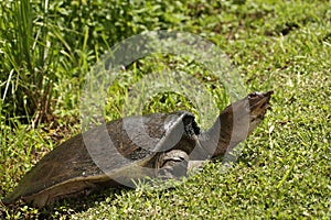 Soft Shelled Turtle, also called Florida Softshell Turtle Apalone ferox in Everglades national park.