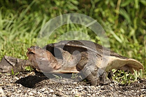 Soft Shelled Turtle, also called Florida Softshell Turtle Apalone ferox in Everglades national park.