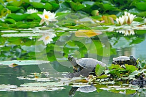 Soft-shelled turtle and lotus