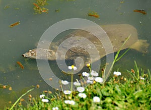 Soft-shelled turtle trionyx spiniferus