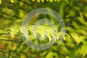 Soft shield fern leaf