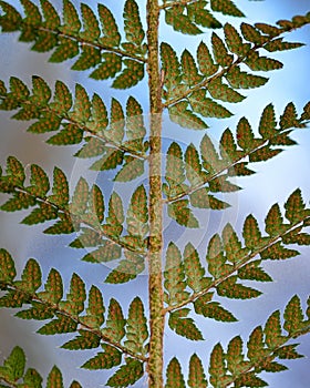 Soft shield fern (Polystichum setiferum) underside of frond