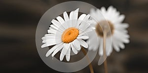 Soft smoke White chamomile bouquet in beige nature horizontal background