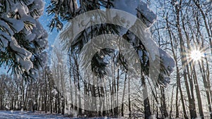 Soft snowfall in the winter snowy forest, evening winter landscape, spruce branch in the snow