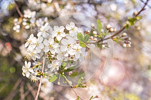 Soft spring bloom cherry tree flowers