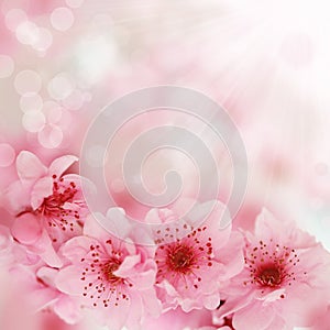 Soft spring cherry flowers background