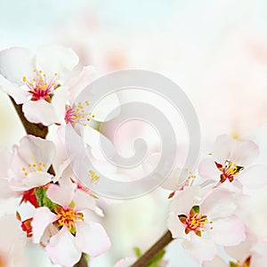 Soft spring flowers background