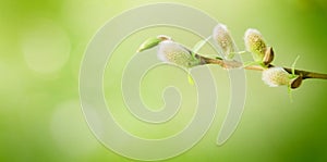 Soft Spring nature background with pussy willow branch