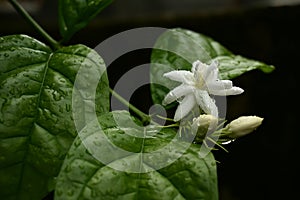 Soft star jasmine flower and buds