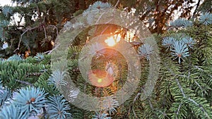 Soft sun ray shine through pine tree needles air macro close up slow motion. Morning sunshine illuminates forest bokeh