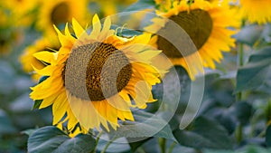 Soft sunflowers in the field