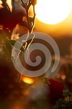 Soft sunset and the the  flowers with leaves