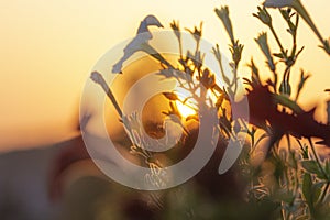 Soft sunset and the the  flowers with leaves