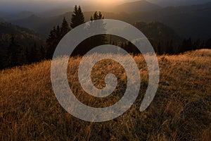 Soft sunset light over fir trees and pasture