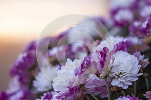 Soft sunset and the ÃÂ¸eautiful bundle of white chrysanthemums photo