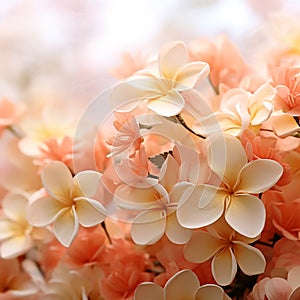 orange Plumeria frangipani flowers