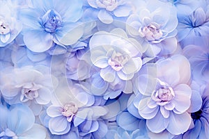 soft sweet blue purple flower background from begonia flowers, photo by Generative AI