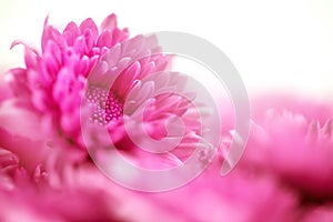 The Soft sweet pink flower for love romantic dreamy background i