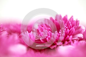 The Soft sweet pink flower for love romantic dreamy background i