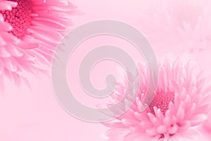 The Soft sweet pink flower for love romantic dreamy background i