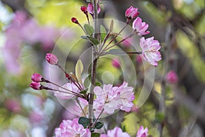 Soft and sweet pink Japanese cherry blossoms flower or sakura bloomimg on the tree branch. Small fresh buds and many petals layer