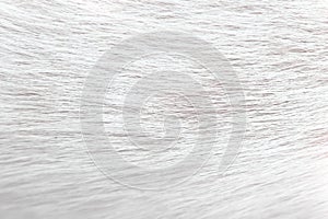Soft texture furry dog whte grey background