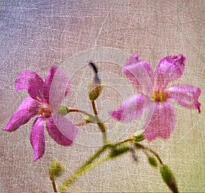 Soft texture on pink background