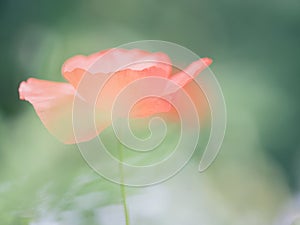 Soft toned single poppy in green field