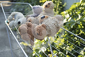 Soft toys are washed and dried outside in the sun...