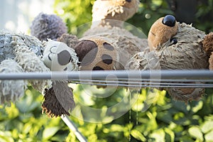 Soft toys are washed and dried outside in the sun..