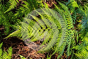 Soft tree fern next to a hiking trail in Buderim, Queensland, Australia